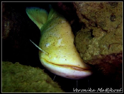 Catfish or sheatfish..I do not know how to properly calle... by Veronika Matějková 